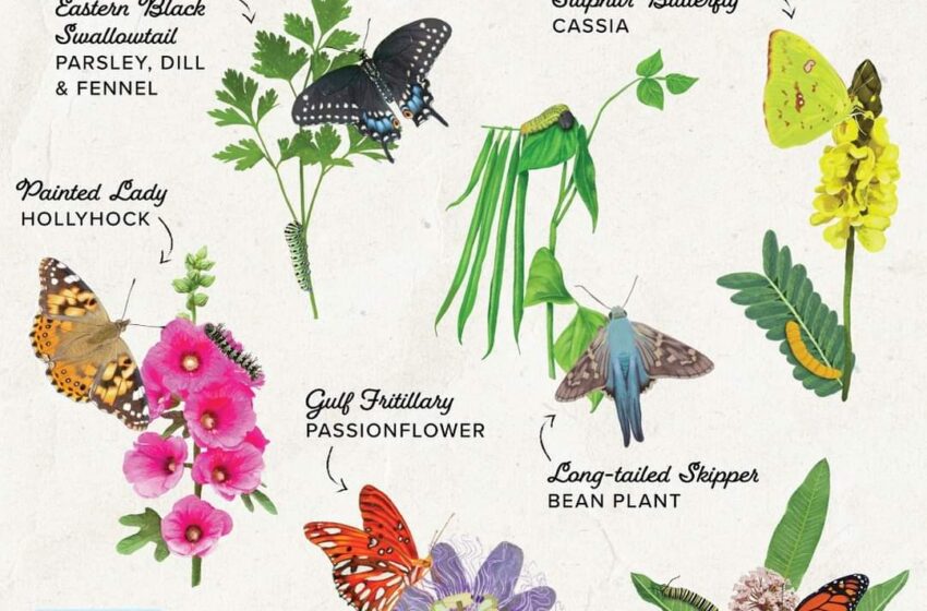  Amazing Facts Of The Most Colourful Winged Creatures: Butterfly