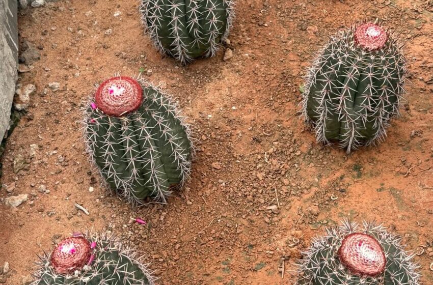  Exclusive Beauty Of The Thorny Cactus 