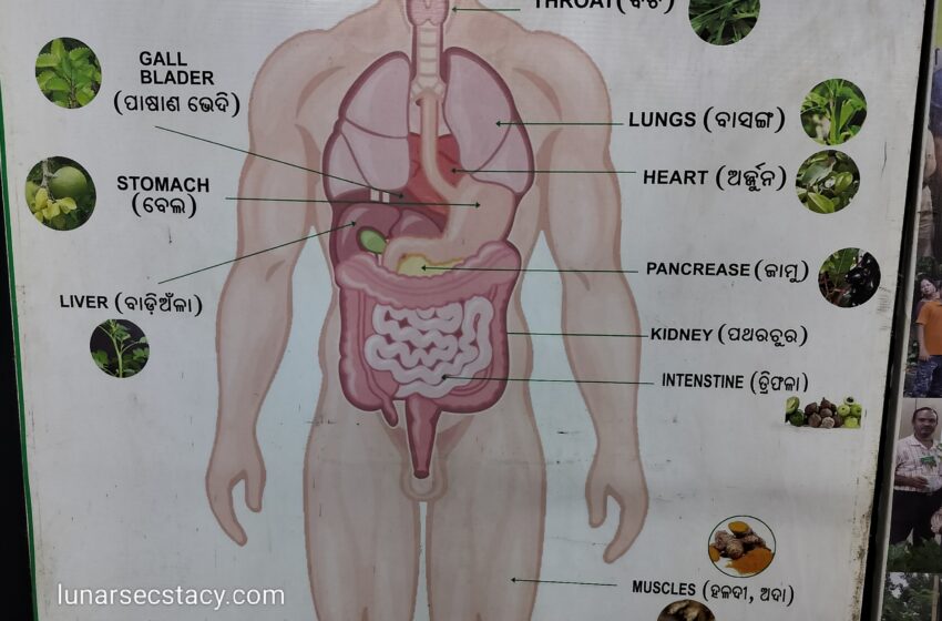  Everything You Need To Know About Medicinal Plants