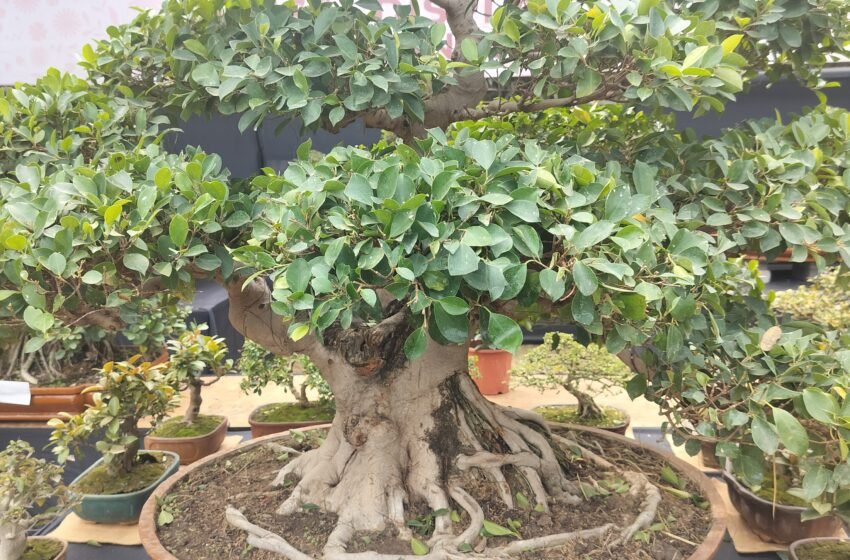  Bonsai As Living  Sculpture: An Emerging Tourism Product World Wide